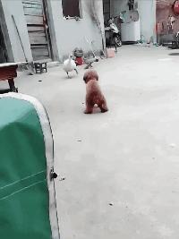 球不是这样踢滴搞笑图片,足球趣图搞笑图片