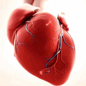 中医基础知识五脏六腑,中医五脏六腑基础知识