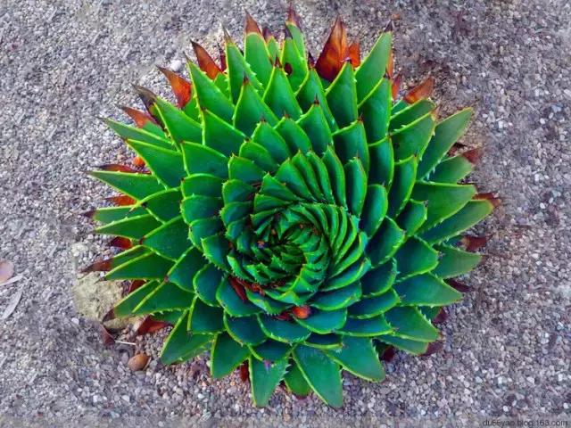 那些天价的植物,十大最值钱的植物