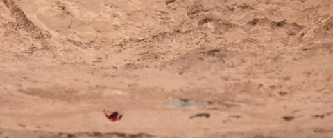 无保护攀岩世界纪录,吉尼斯纪录攀爬酋长岩