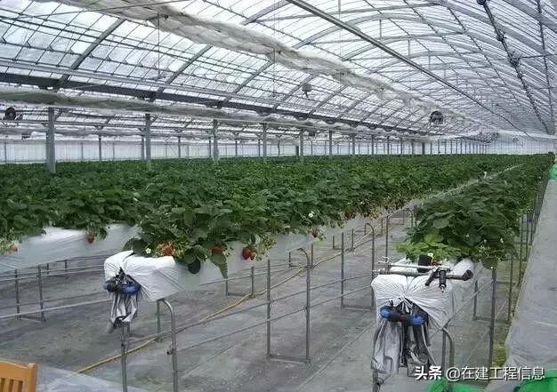 2022农业种植项目,农业种植项目建设实施方案