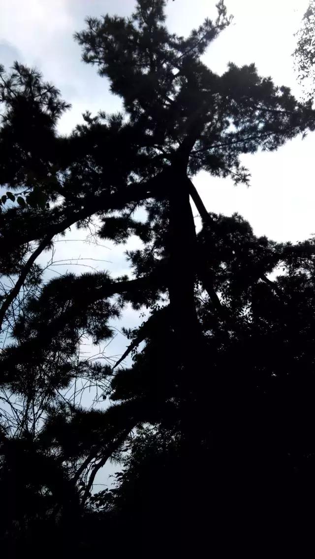 椴佸北灏у北鏆撮洦,椴佸北灏у北閲戦《