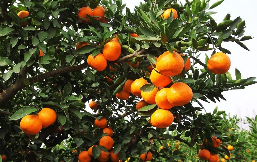 柑橘早发芽的办法,柑橘的五大坑