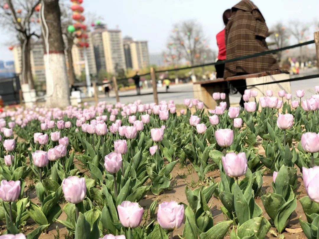 咸阳统一广场郁金香,咸阳郁金香花展在哪里