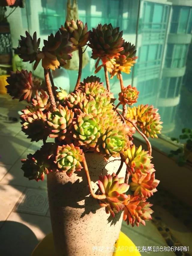 哪些多肉适合养老桩?多肉老桩摆窗台最精致了,看一眼就忘不了