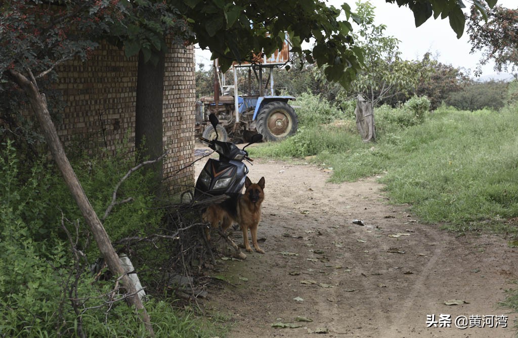 东德放羊狗出售,山西牧羊人养羊收入