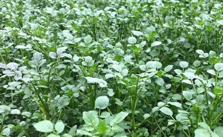 四种农业,种地种什么农作物比较好