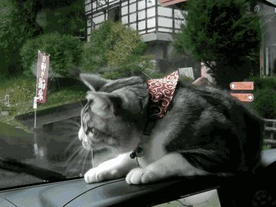 搞笑GIF段子：.我的小萝莉呢？你还我的小萝莉