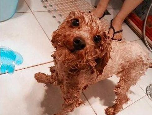 泰迪犬怎么养呢知乎,泰迪犬要怎么养才好看