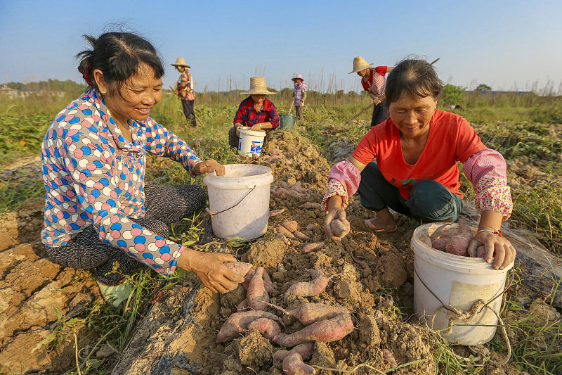 红薯窖藏有红薯怎么消毒,红薯收获和储存视频