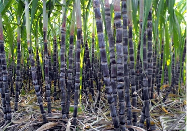 广西2020年黑皮果蔗产量是多少,黑皮甘蔗种植技术和管理技术