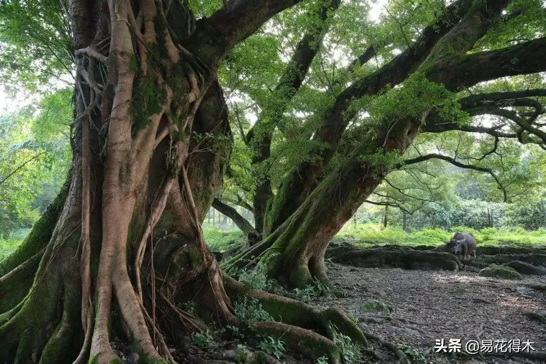 佛教为什么有五树六花,佛教中的五树六花图片