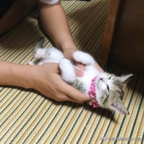 不是《武林秘籍》是《撸猫秘籍》,猫咪被撸时最爱的7个位置