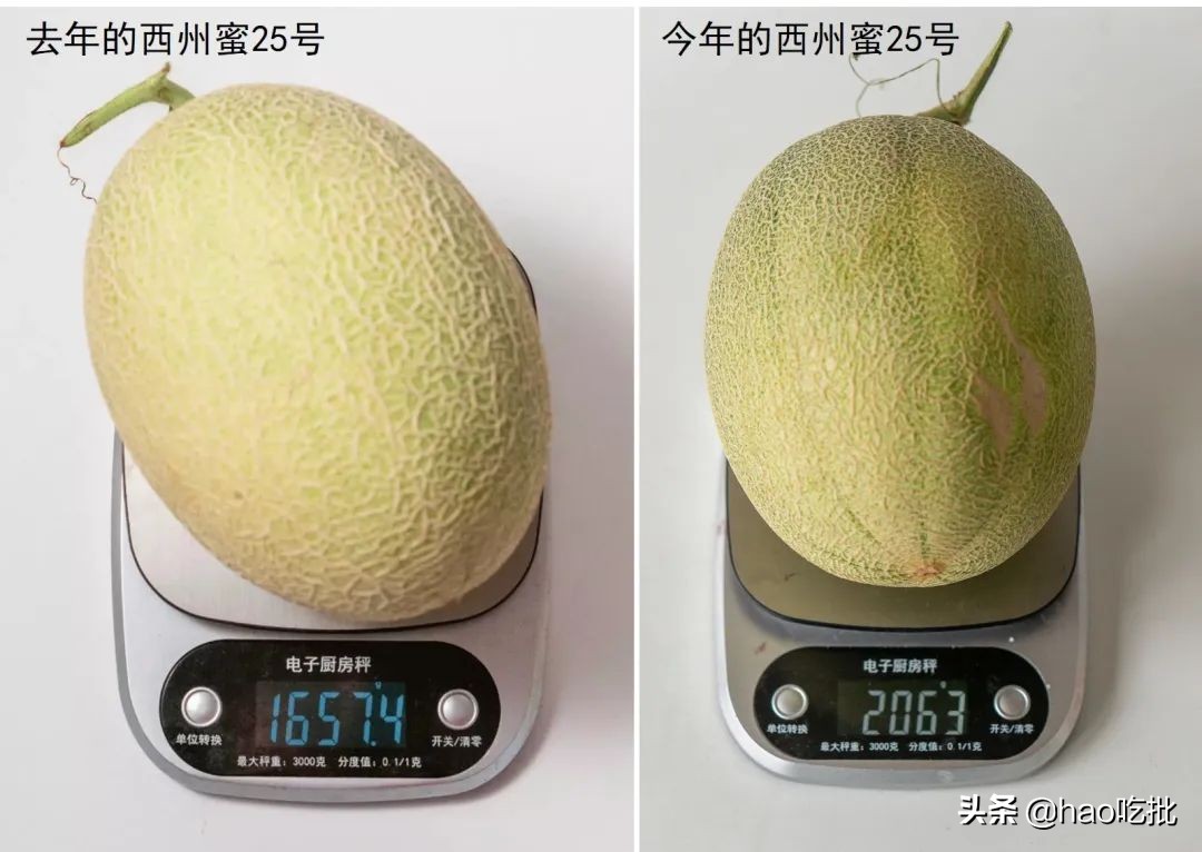 西州蜜25号与17号甜度,西州蜜25号的甜度