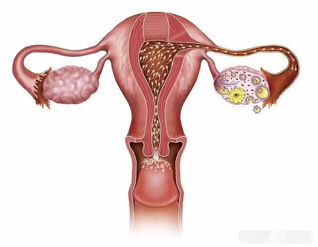 排卵后几天能查出是否受孕,排卵后几天后可以去医院检测怀孕