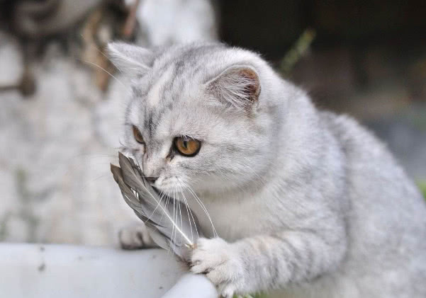 猫咪半夜猫叫怎么解决,怎么防止猫咪晚上乱叫