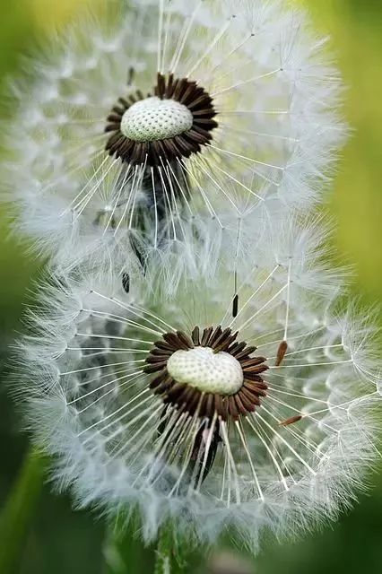蒲公英的约定美文,蒲公英的约定书单