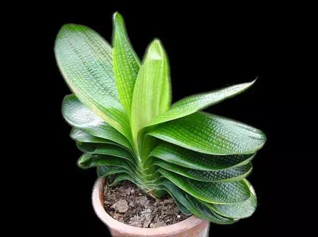 绿萝十大净化空气植物,好养适合新手净化空气的植物