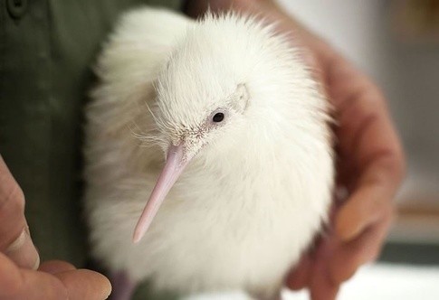 世界最罕见的十个杂交动物,世界罕见动物长得像蜘蛛但有尾巴