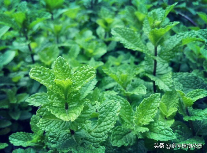 薄荷盆栽叶子蔫了怎么办,薄荷盆栽叶子发黑是什么原因