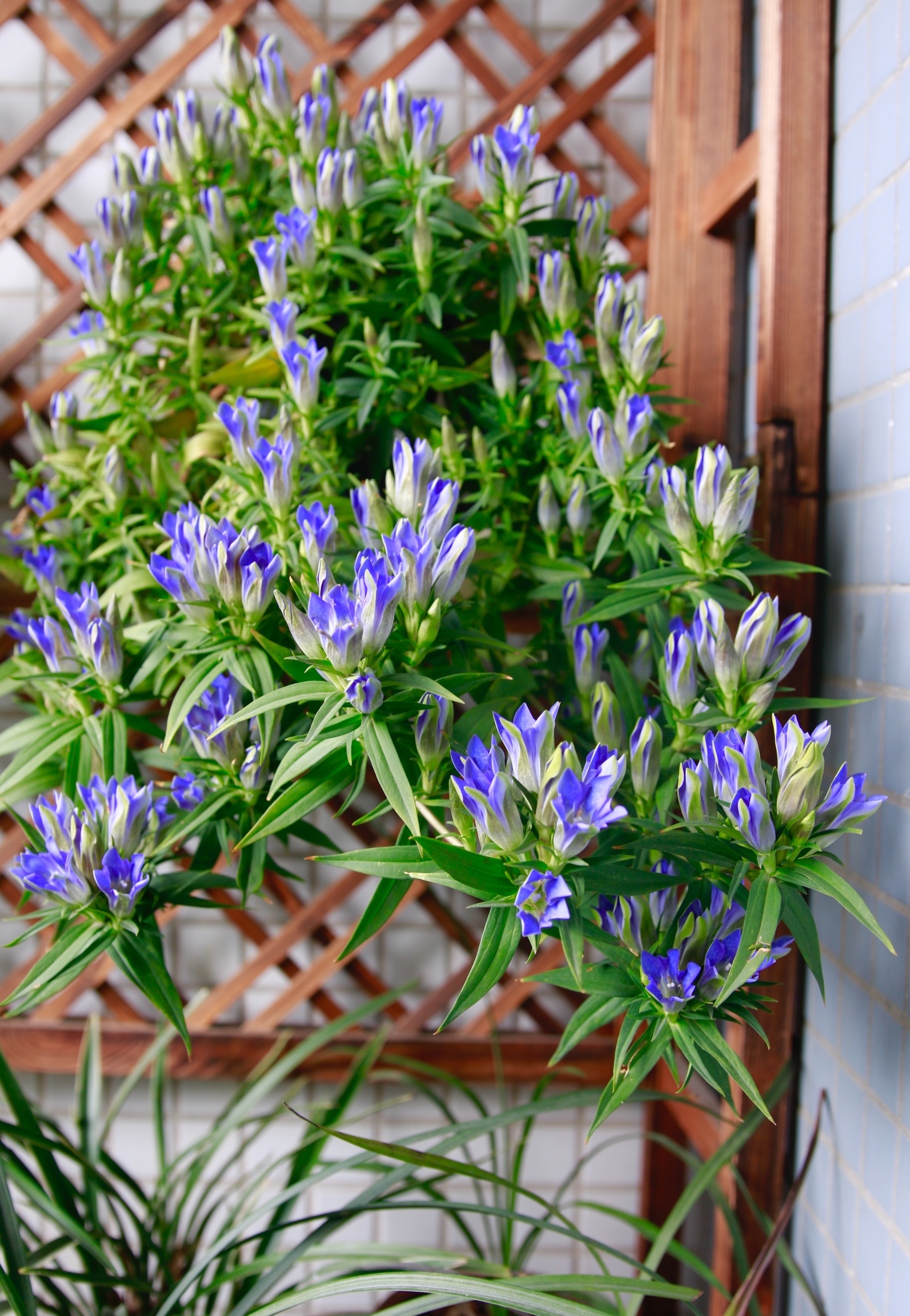 海洋之心花朵,海洋之心鲜花