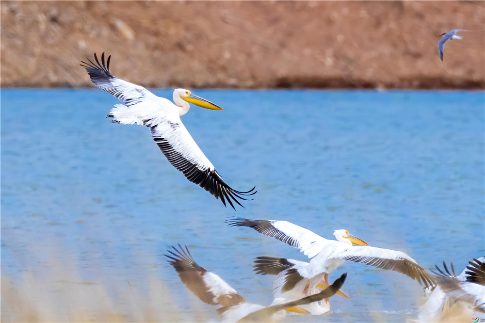 骆驼鸟大嘴如网兜，捕到大鱼后，还会让鱼在嘴里滚3分钟才吞下