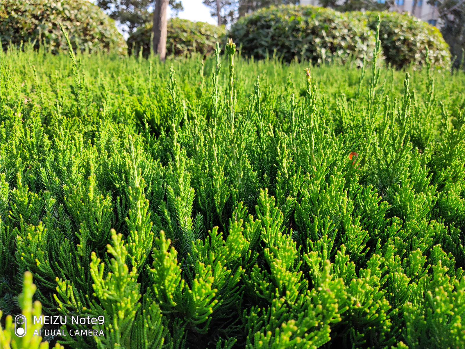 魅族note9爆料大全,魅族1399评测