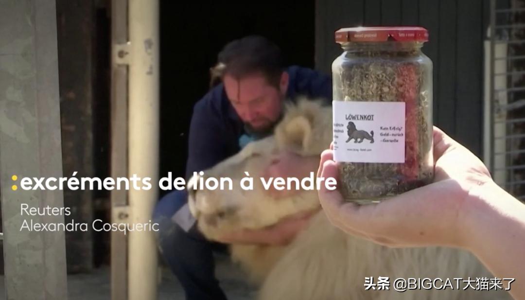 狮子粪便可以吓跑猫?德国一家马戏团出售狮子粪便,卖出2000多罐