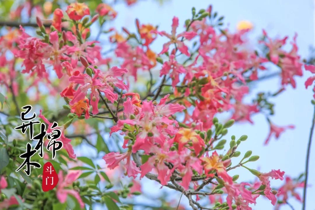 2020美到窒息！珠海的冬天，美炸了