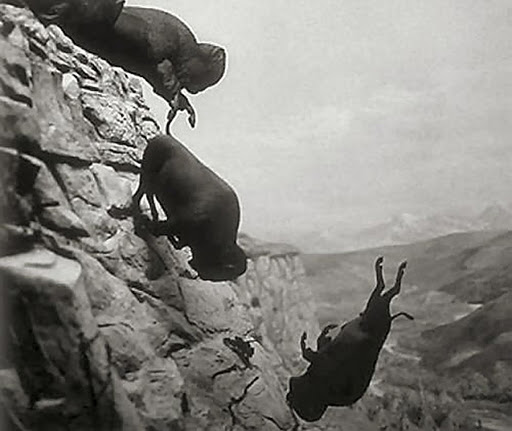 180年前的美洲野牛,美洲野牛和印第安人共同的命运