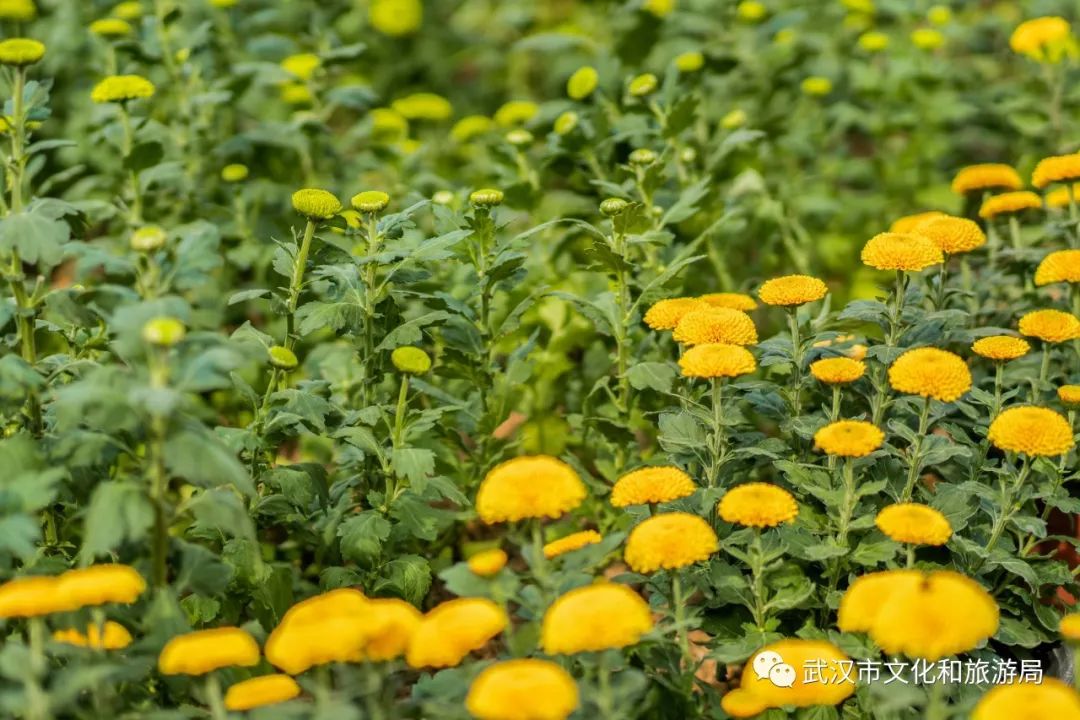 花点时间游荆门,花点时间武汉天地店
