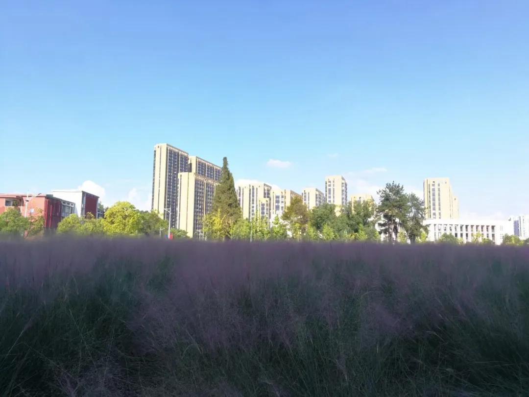 金的功用,金的功能主治