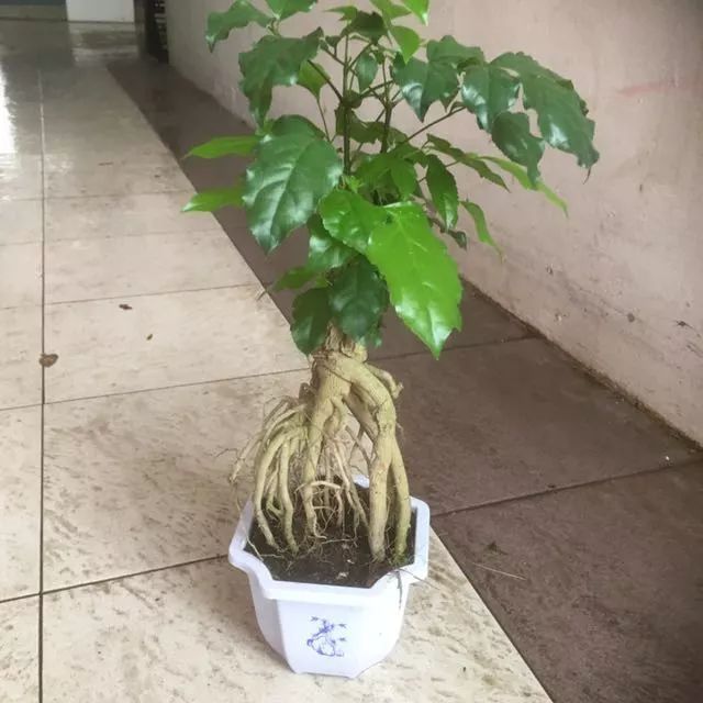 幸福树可以提高空气湿度吗,幸福树可以增加空气湿度吗