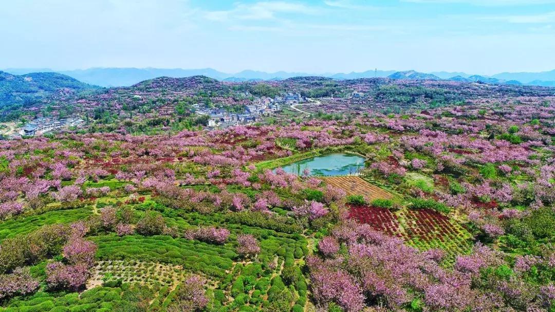 浙江11个地方樱花烂漫，千亩粉色天堂美到开挂，不输日本东京
