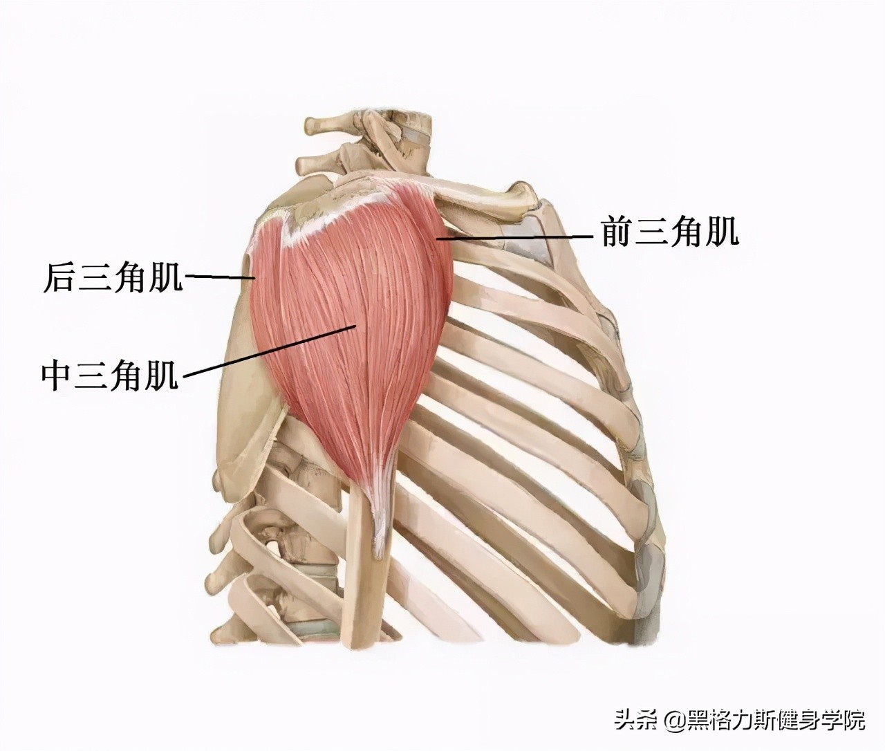 天生小骨架怎么增肥,骨架宽没肉怎么练
