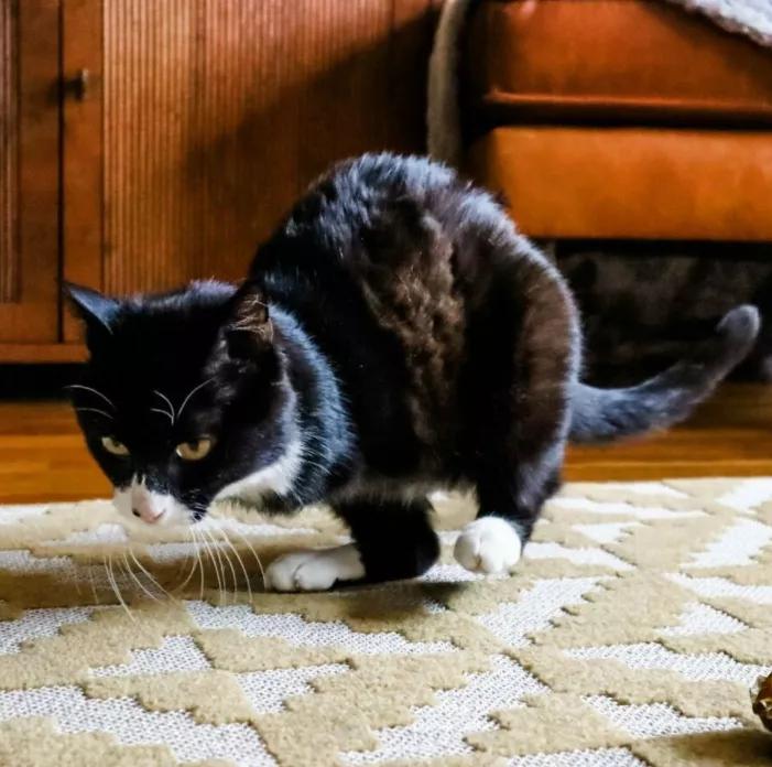 无法领养残疾猫,有些流浪猫不适合领养