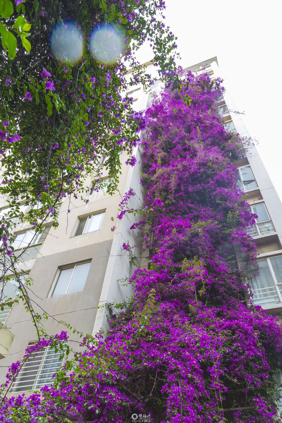 被大理丽江掩盖风头又怎样？它才是云南No.1！5月它太美了