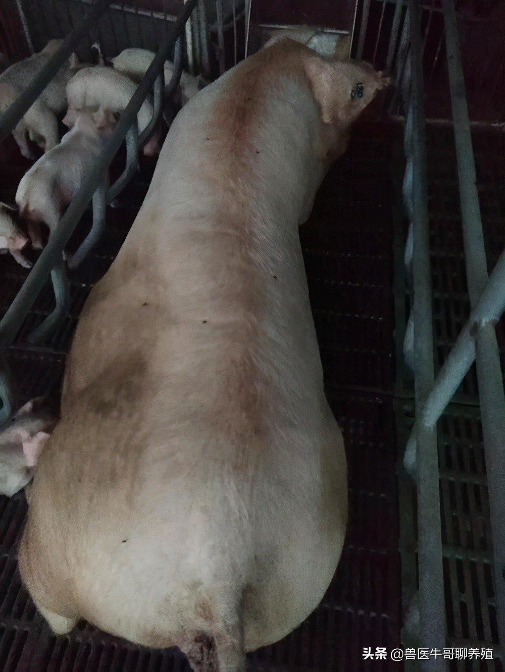 母猪下崽慢,母猪生小猪好慢是怎么回事