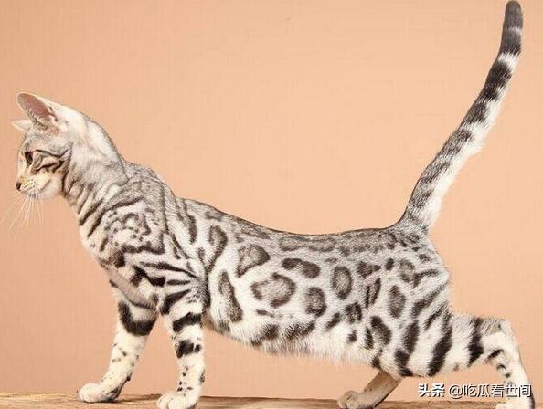 最贵的十种猫波斯猫,行走的人民币布偶猫