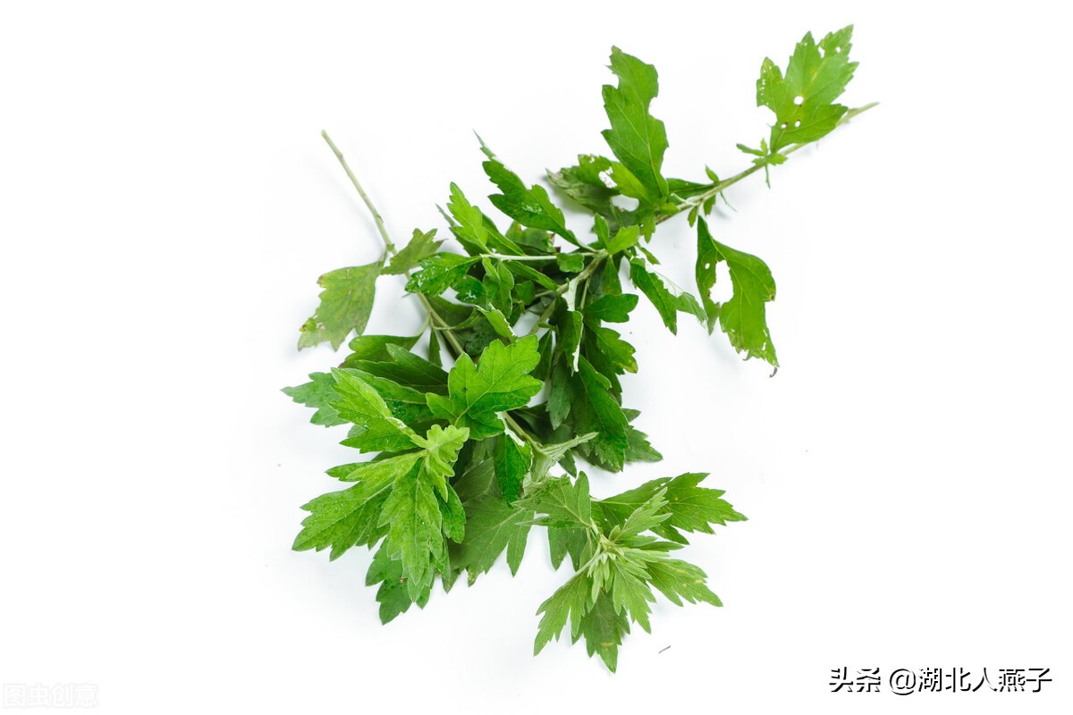 常见野菜的种类和图片大全 (各种野菜大全带图片)