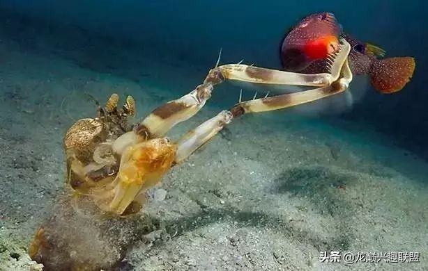 皮皮虾真的那么神奇吗,皮皮虾真的有那么恐怖吗