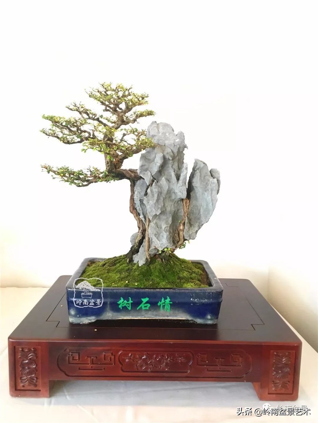 杂木盆景也毫不逊色,杂木盆景值钱吗