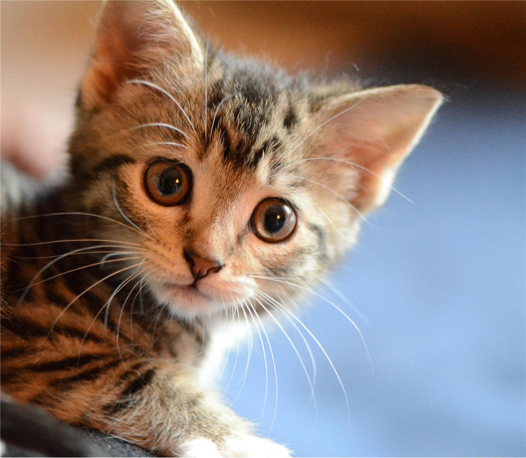 刚带回家的小猫咪，它不吃东西如何是好，铲屎官试试这3招