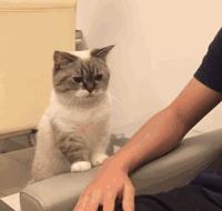 吸猫的技巧视频,吸猫的正确打开方式