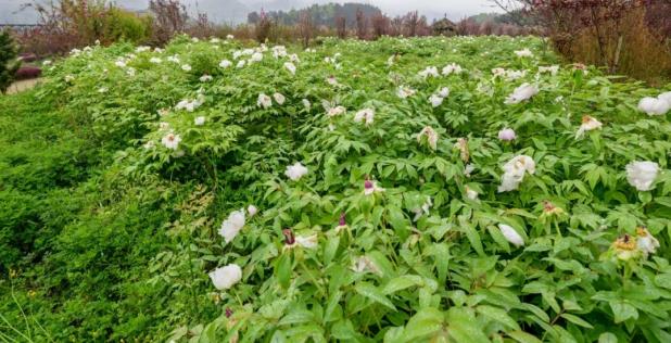 遵义最美乡村旅游图,遵义周边乡村旅游的地方