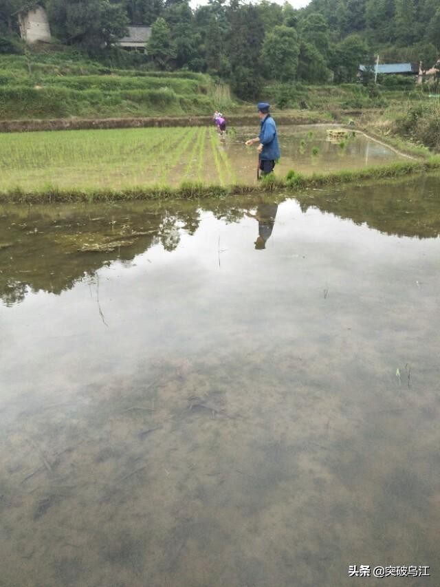 插秧是一门关键技术活，掌握要点有利秧苗正常生长。