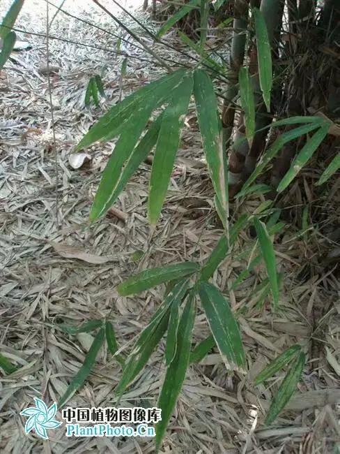 竹子开花，百年难遇的奇闻怪事，生命的最后绽放