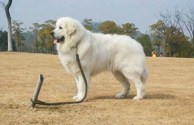 狗狗大白熊犬分多少类,狗狗品种大全比熊