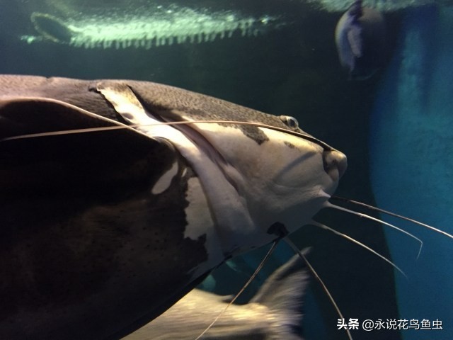 招财猫饲养方法和注意事项,红尾招财猫如何繁殖