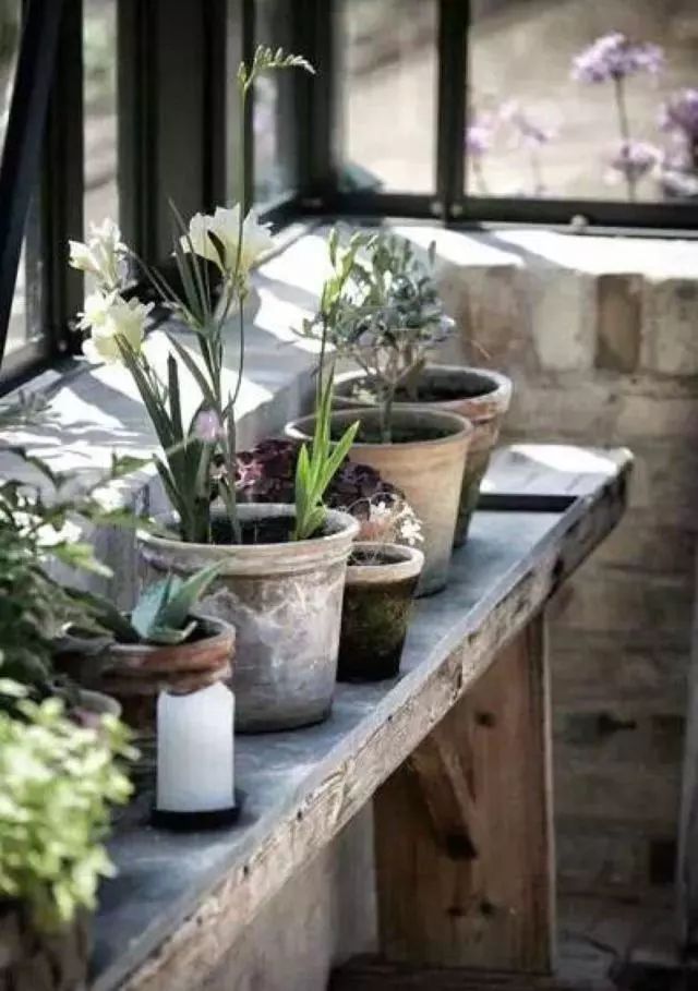 水培的花里面有青苔好么,水培绿植长青苔怎么解决